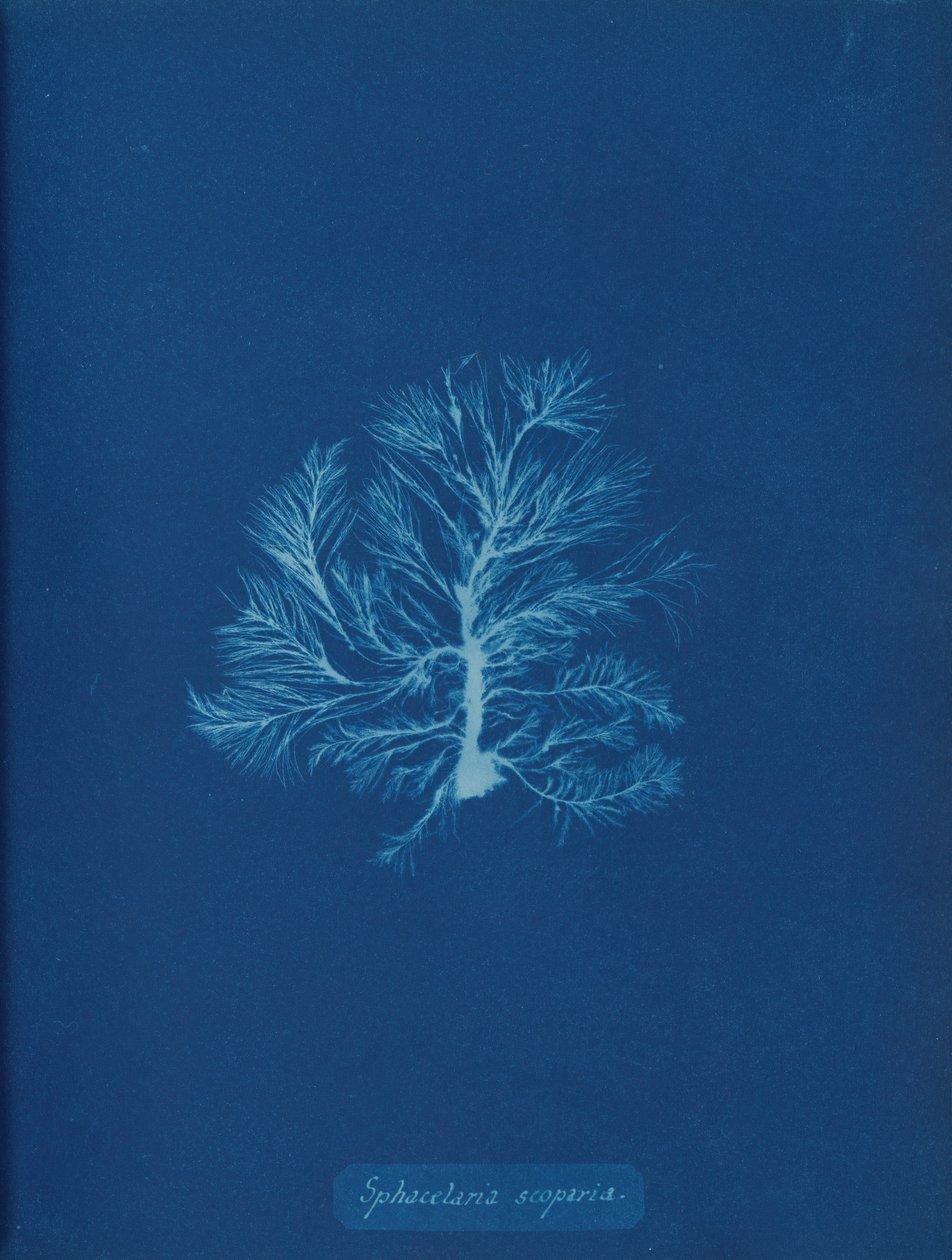 Sphacelaria scoparia, kb. 1853. alkotó: Anna Atkins