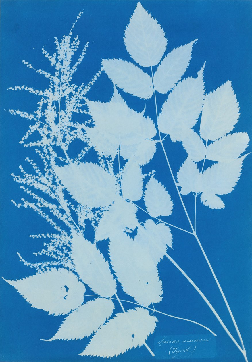 Spiraea arcus Tirol, 1851-54. alkotó: Anna Atkins