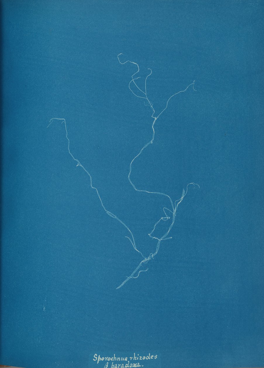 Sporochnius rhizodes ß paracloxa, kb. 1853. alkotó: Anna Atkins