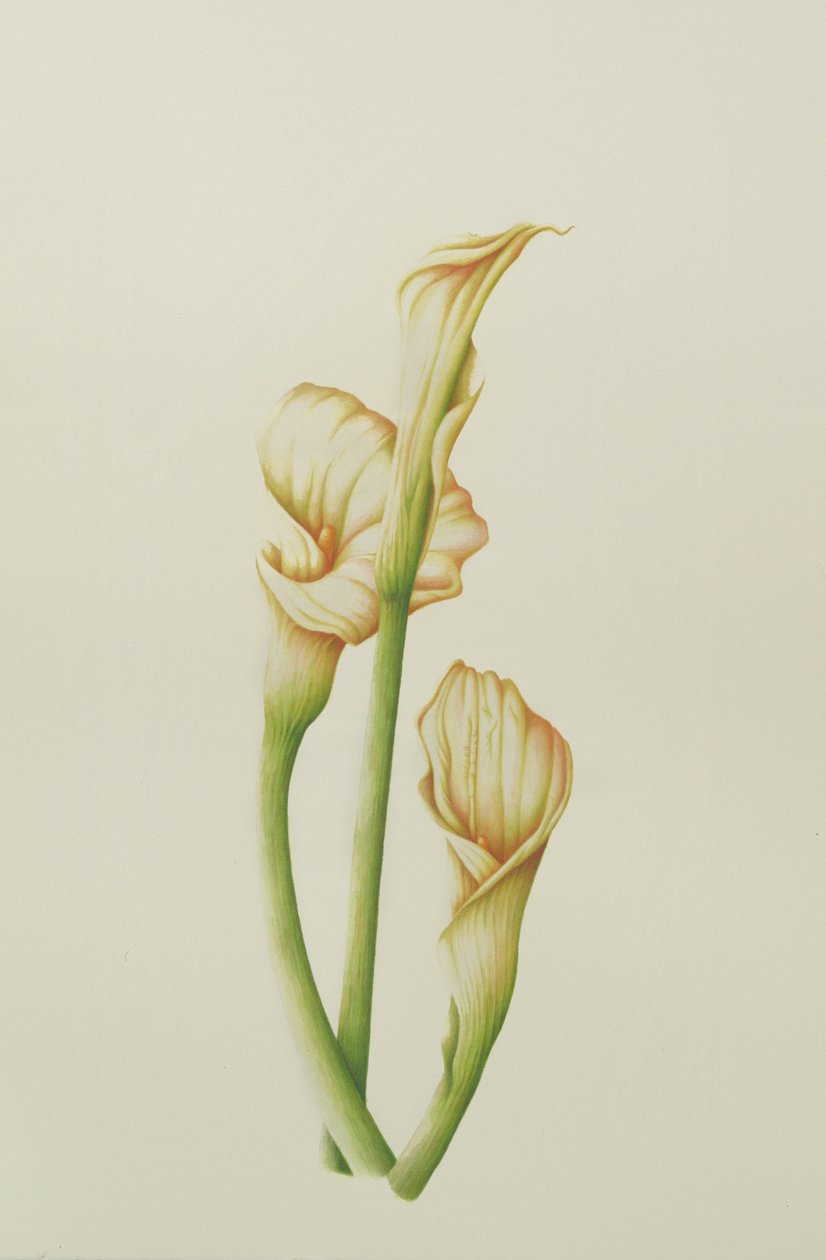 Arum Lily, 2001 (wc papíron) alkotó: Annabel Barrett