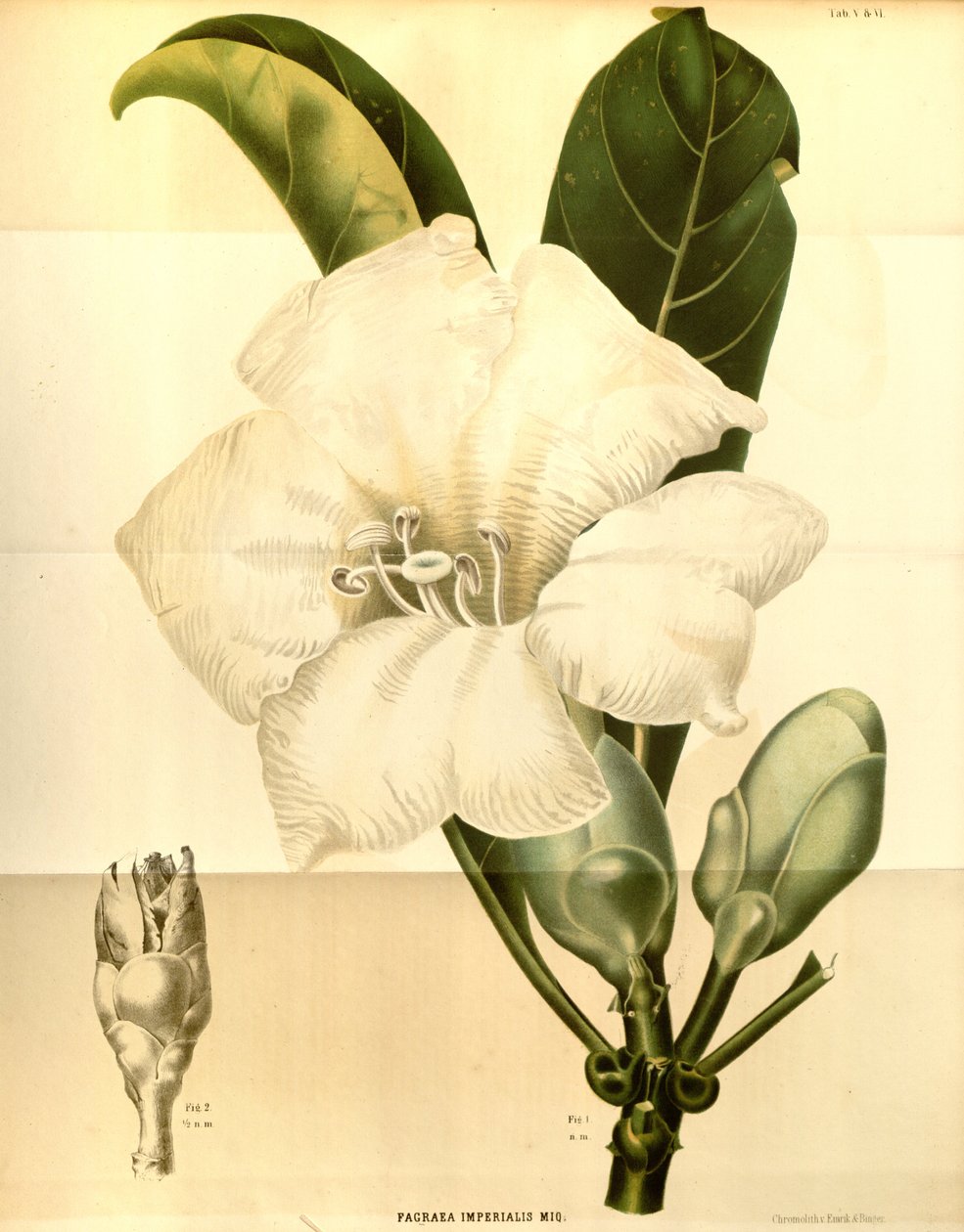 Fagraea imperialis alkotó: Annales Musei botanici lugduno batavi