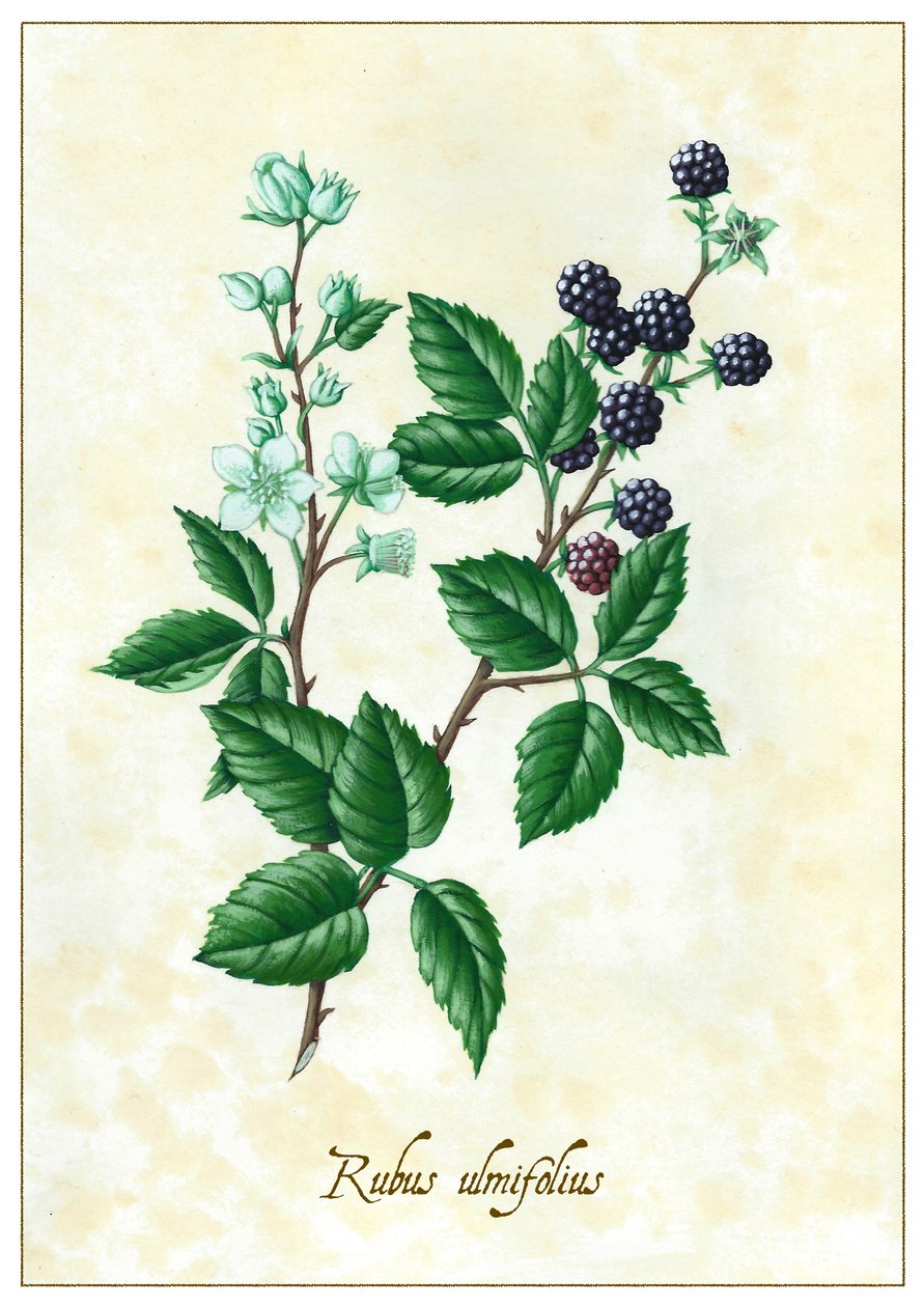 Rubus ulmifolius, 2015 (gouache) alkotó: Annalisa Morrocco
