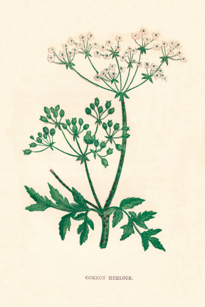 Common Hemlock, 1891, 1891 alkotó: Anne Pratt