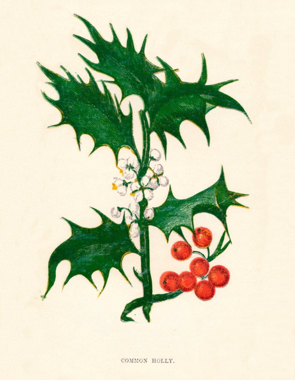 Common Holly, 1891, 1891 alkotó: Anne Pratt
