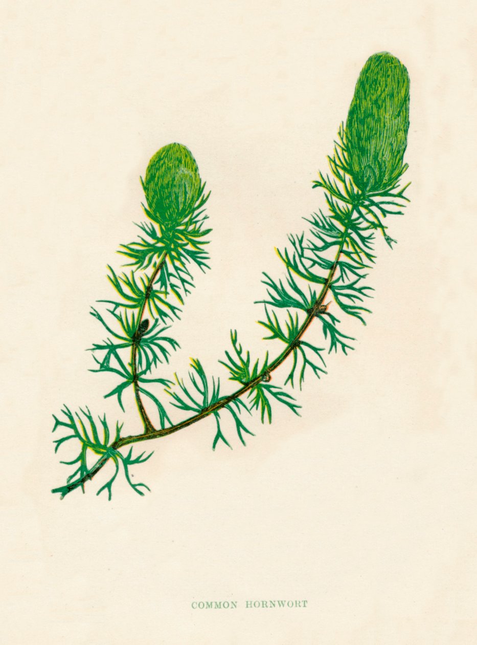 Common Hornwort, 1891, 1891 alkotó: Anne Pratt