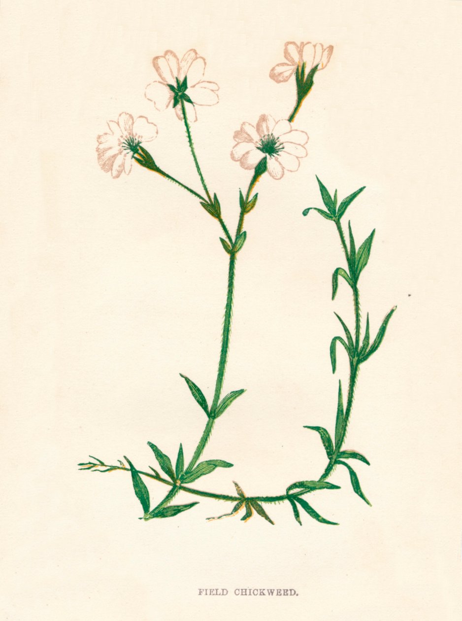 Field Chickweed, c1891, 1891 alkotó: Anne Pratt