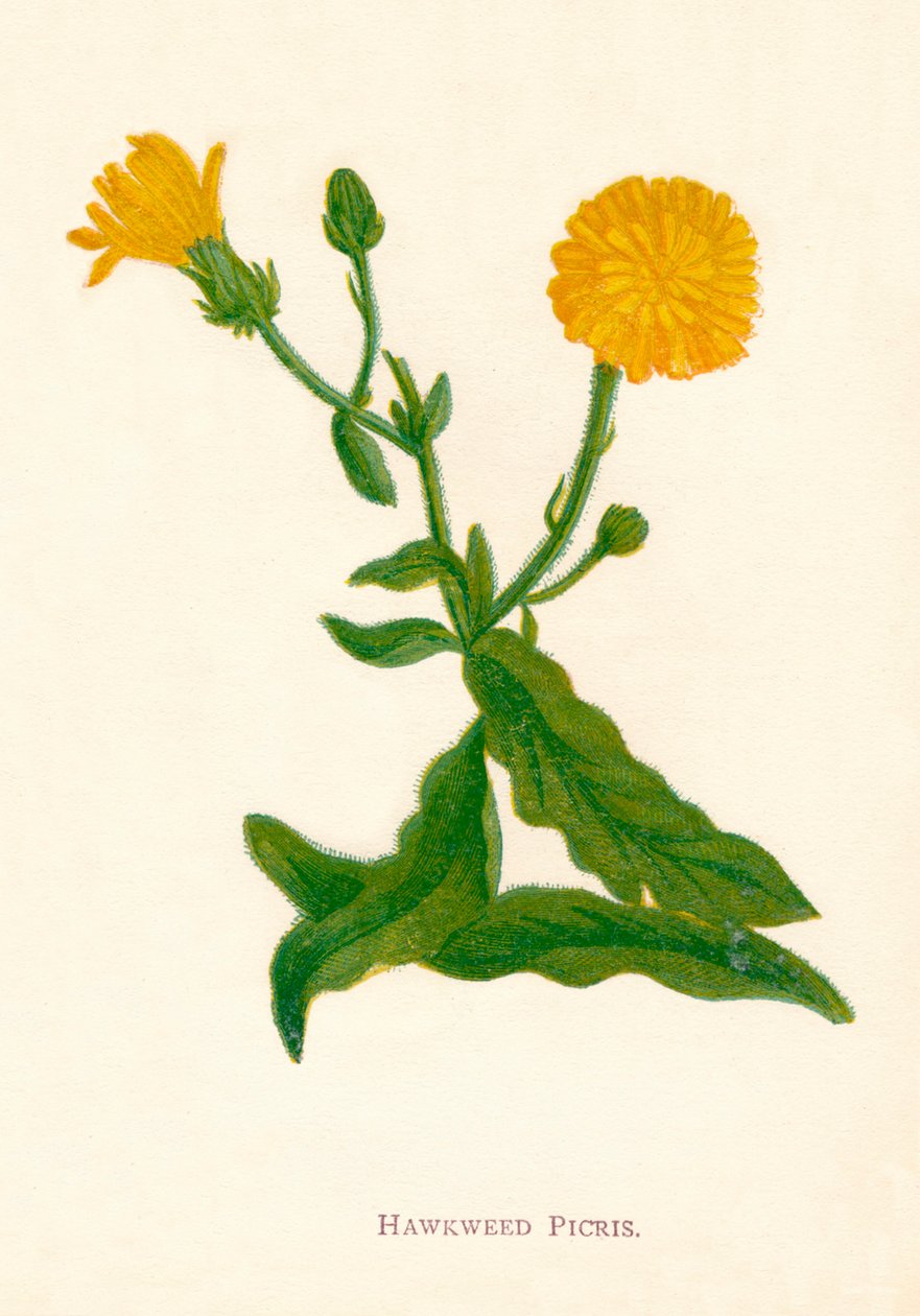 Hawkweed Picris, c1891, 1891 alkotó: Anne Pratt
