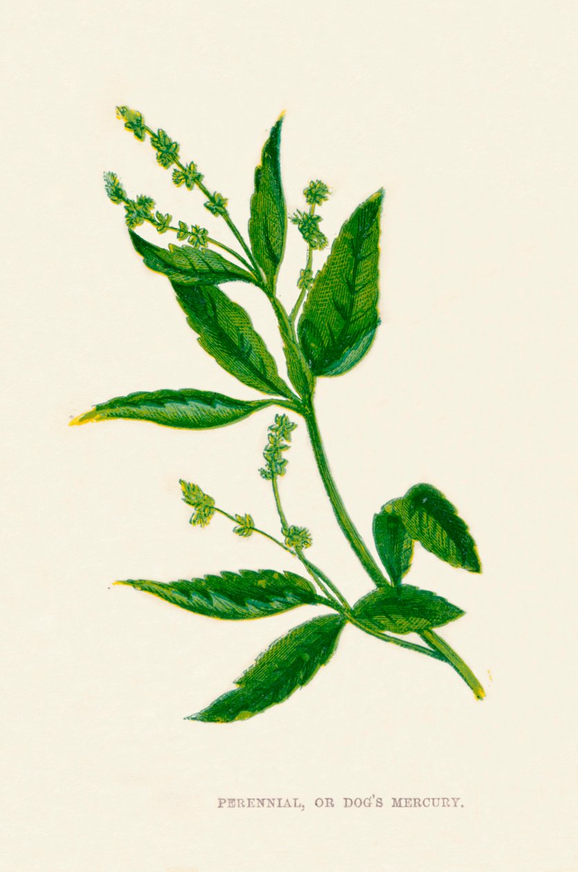 Évelő, avagy Kutyák Merkúr, c1891, 1891 alkotó: Anne Pratt