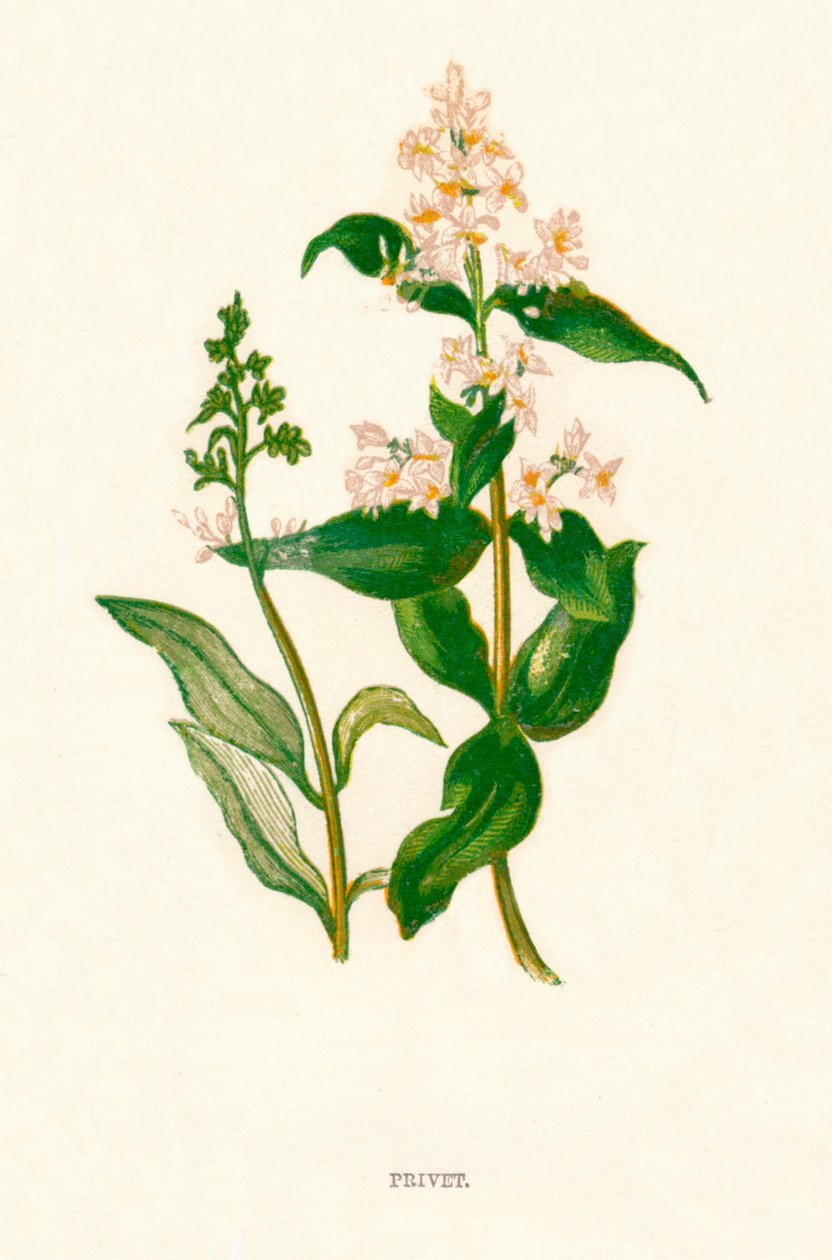 Szia k1891, 1891 alkotó: Anne Pratt