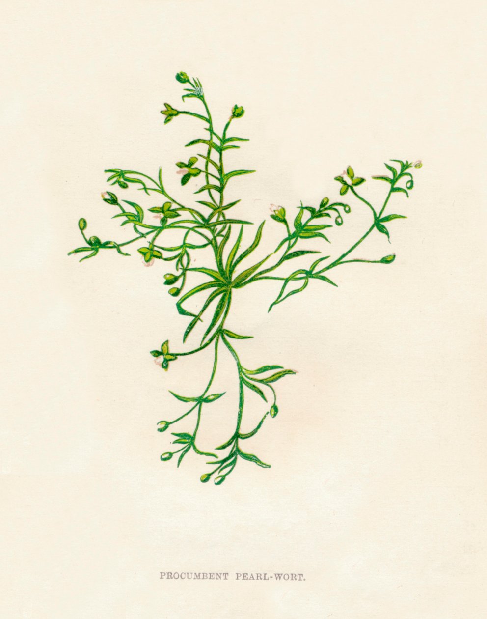 Procumbent Pearl-Wort, 1891, 1891 alkotó: Anne Pratt
