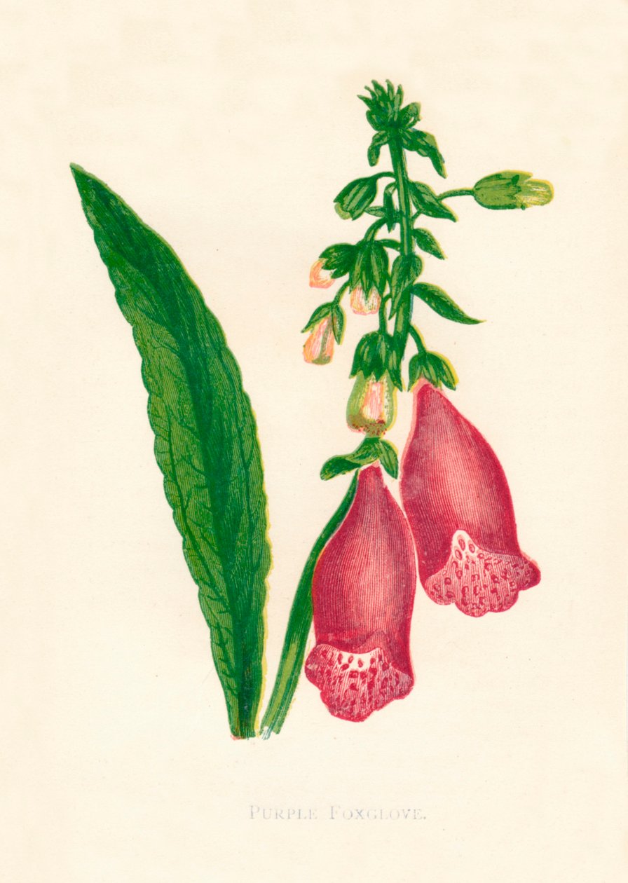 Lila gyűszűvirág, c1891, 1891. alkotó: Anne Pratt