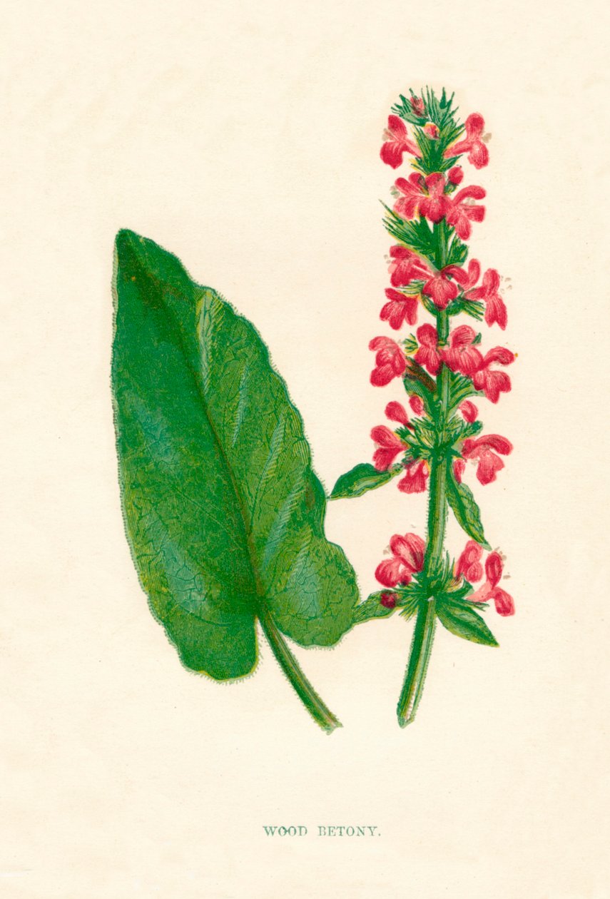 Wood Betony, c1891, 1891 alkotó: Anne Pratt