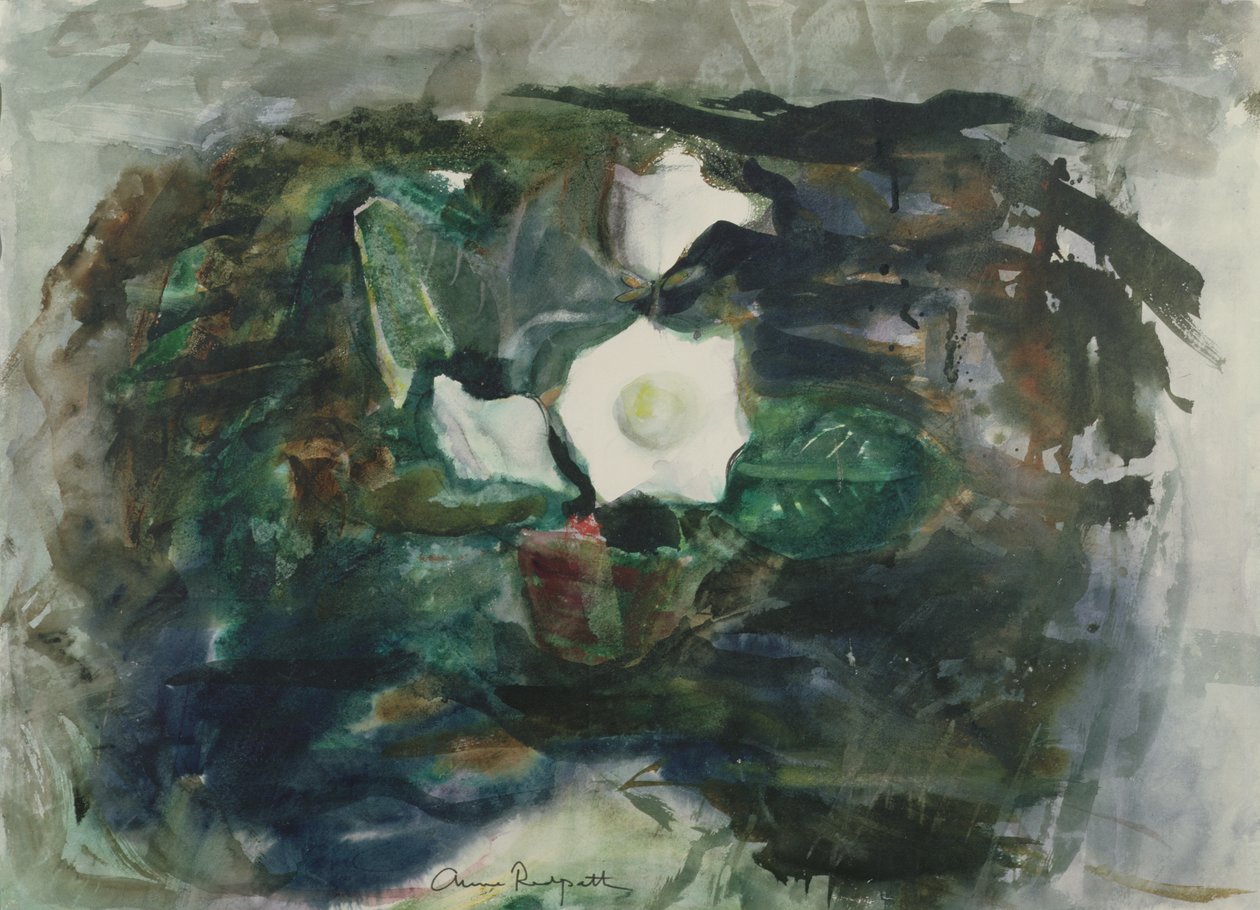 Fehér Gloxinia alkotó: Anne Redpath