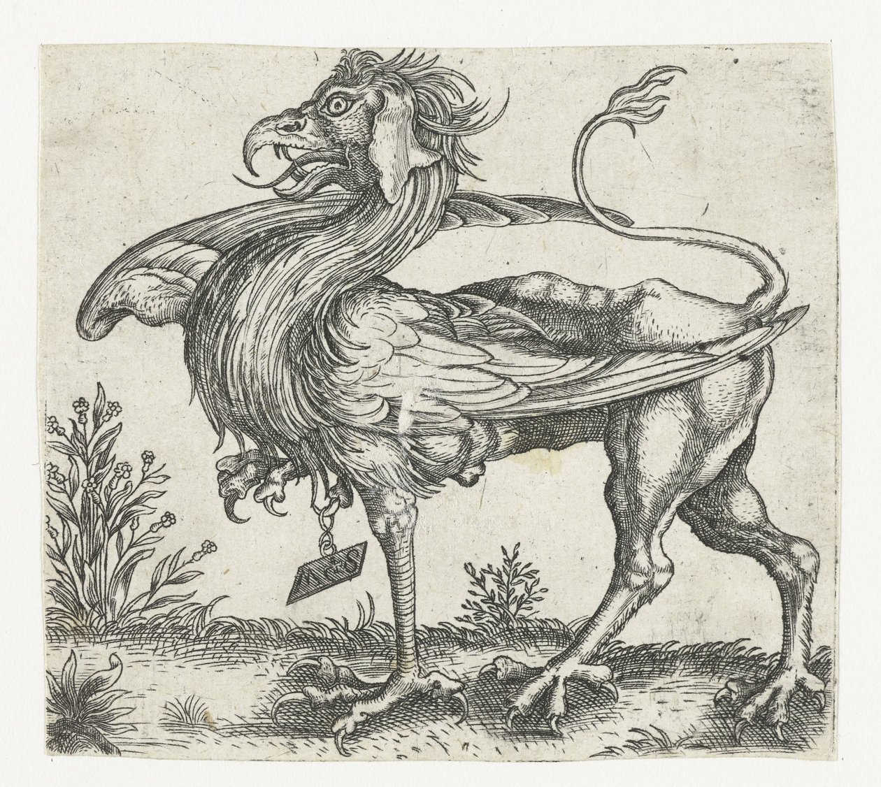 a griff alkotó: Anonymous