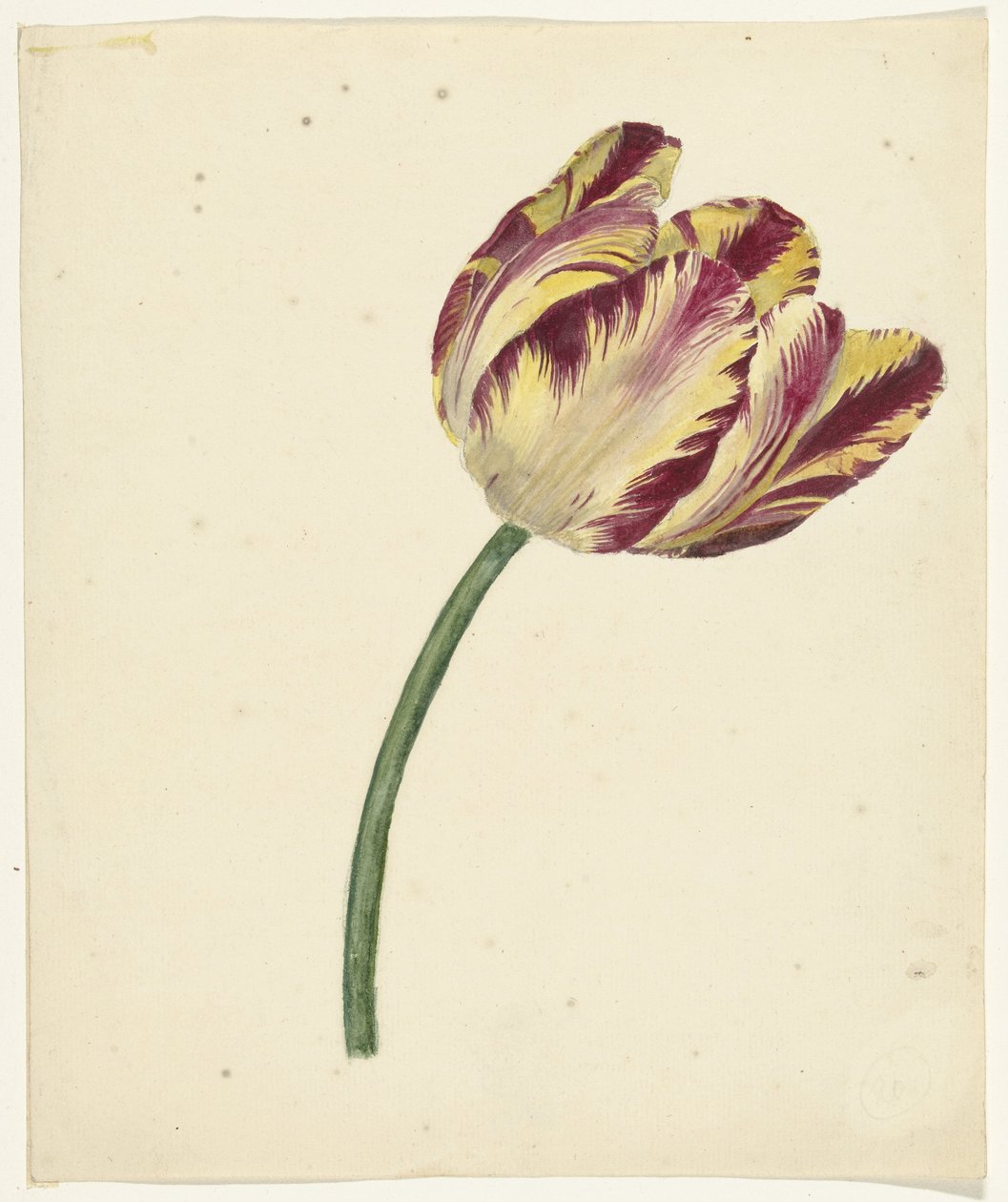 Sárga-piros tulipán alkotó: Anonymous