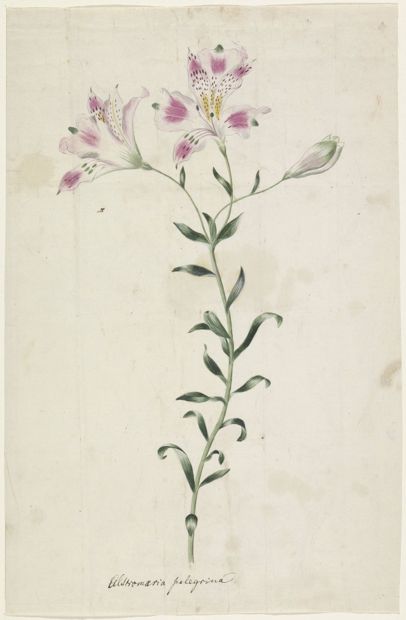 Leslie (Alstroemeria Pellegrina) alkotó: Anonymous