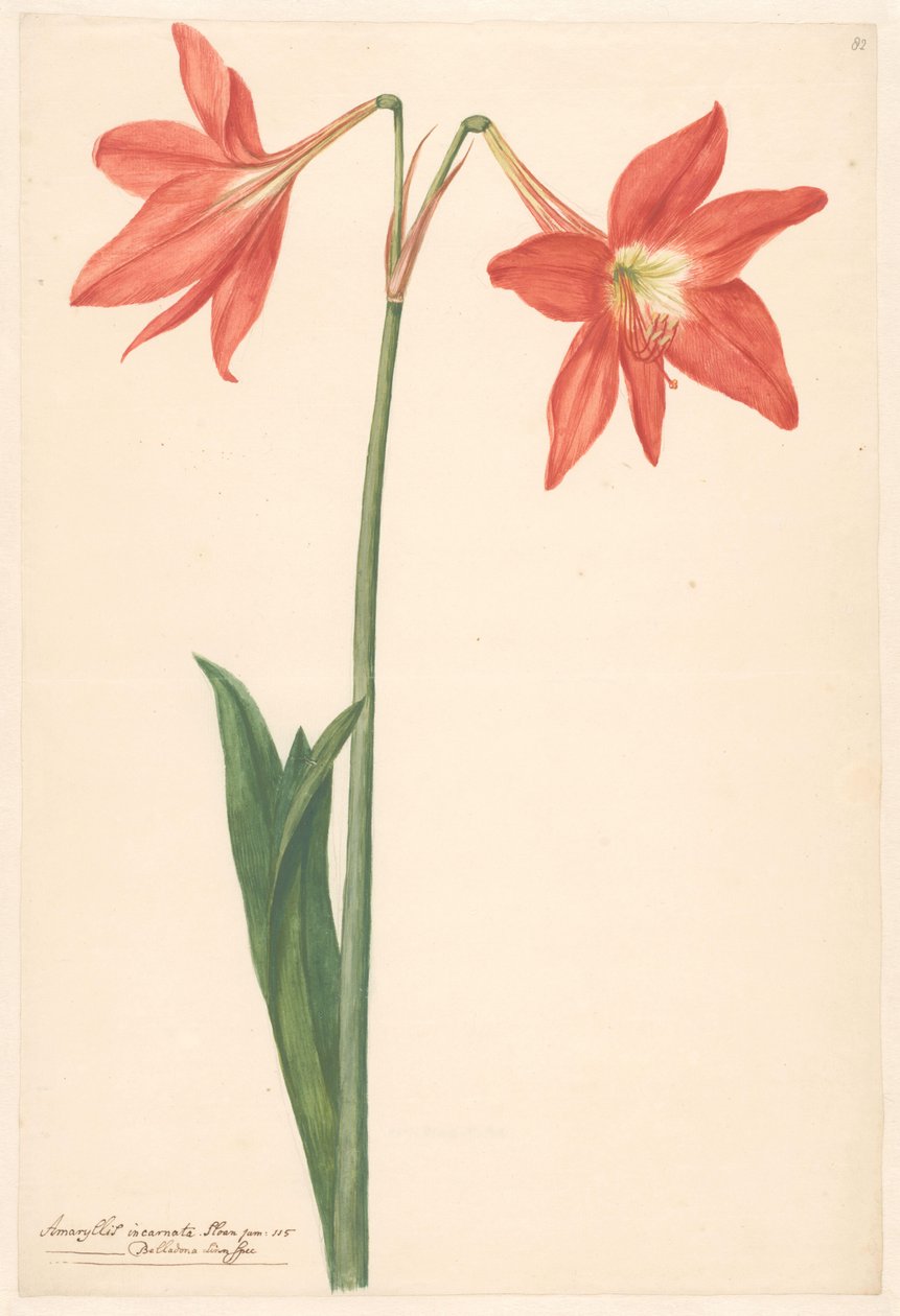 Köszönöm van root amaryllis alkotó: Anonymous