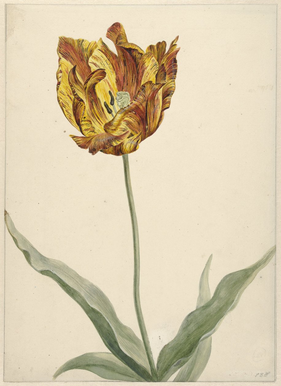 Tulipán alkotó: Anonymous