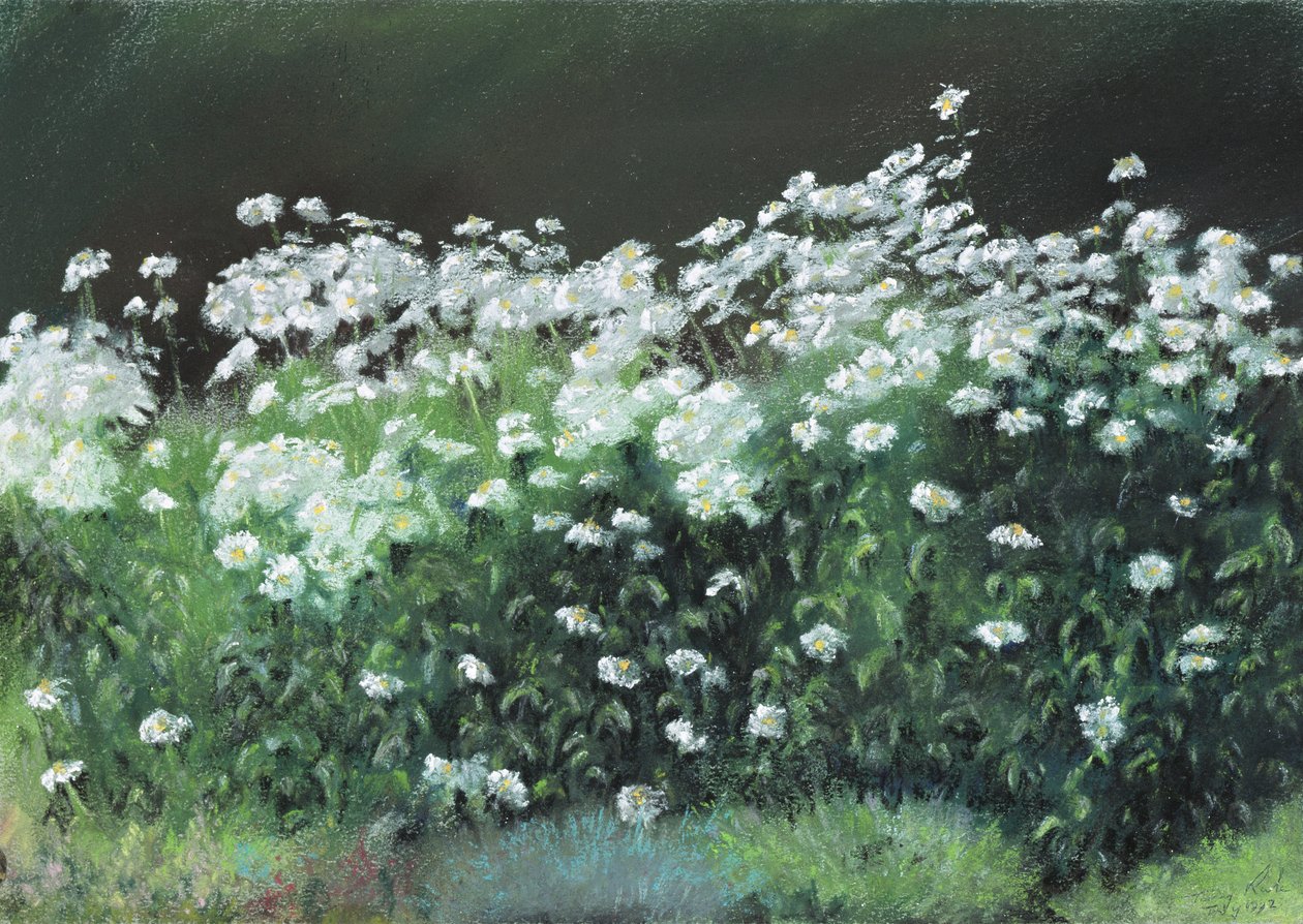 Shasta százszorszépek, 1992 alkotó: Anthony Rule