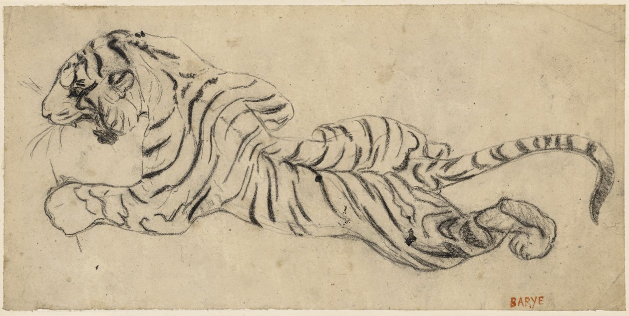 Tigris (Tigris), 1835 körül (fekete kréta pauszpapíron, táblára szerelve) alkotó: Antoine Louis Barye