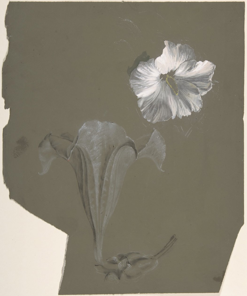 A tanulmány két fehér liliomról, n.d. alkotó: Antoine Berjon