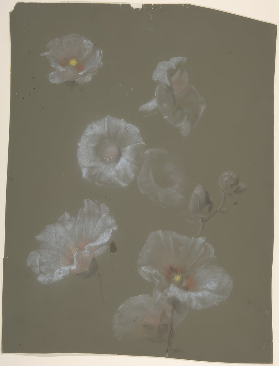 Fehér hollyhocks alkotó: Antoine Berjon