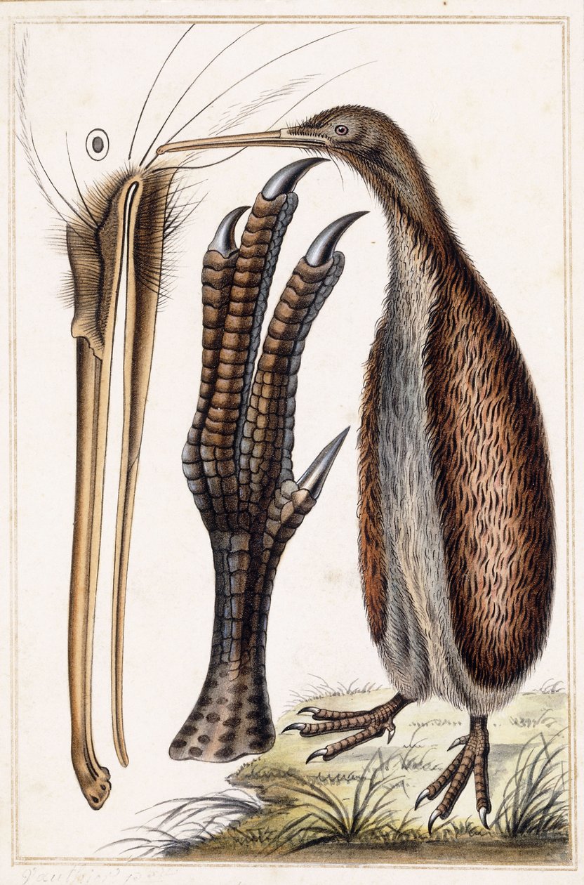 Kiwi alkotó: Antoine Charles Vauthier