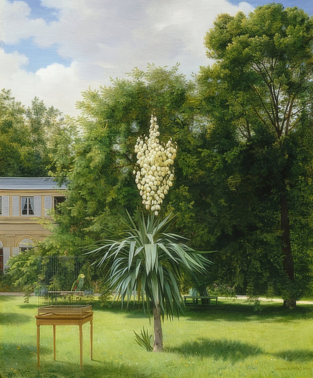 Egy yucca pálma a Neuilly Parkban. 1845 alkotó: Antoine Chazal