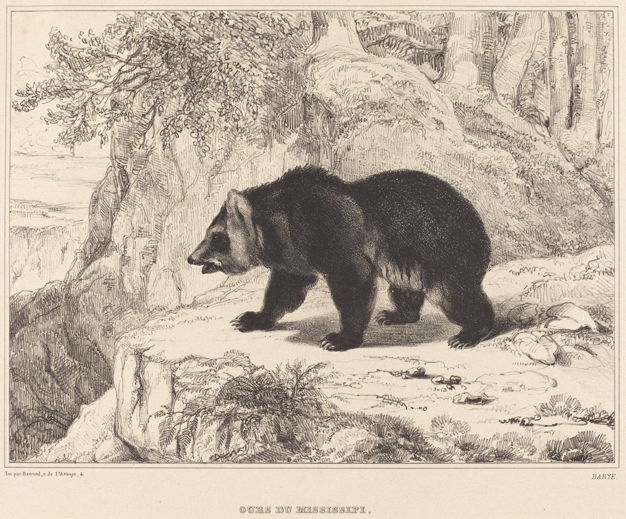 Mississippi Medve, 1836. alkotó: Antoine Louis Barye