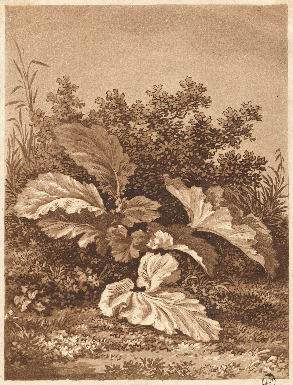 A Study of Leaves c. 1800. alkotó: Anton Balzer