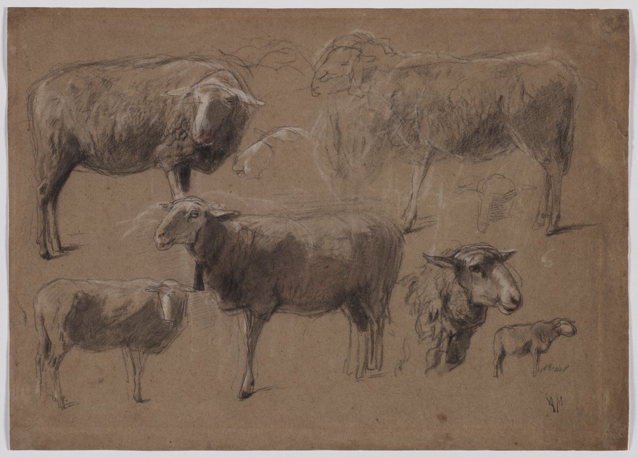 Studies of Sheep, 1800-as évek második fele. alkotó: Anton Mauve
