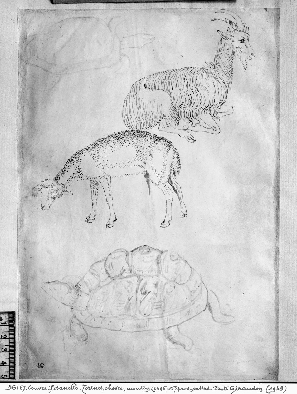 Két teknősbéka, kecske és birka, a Vallardi albumból alkotó: Antonio Pisanello