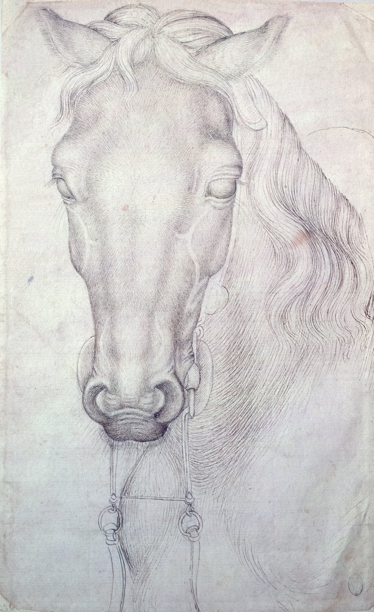 Egy ló feje alkotó: Antonio Pisanello