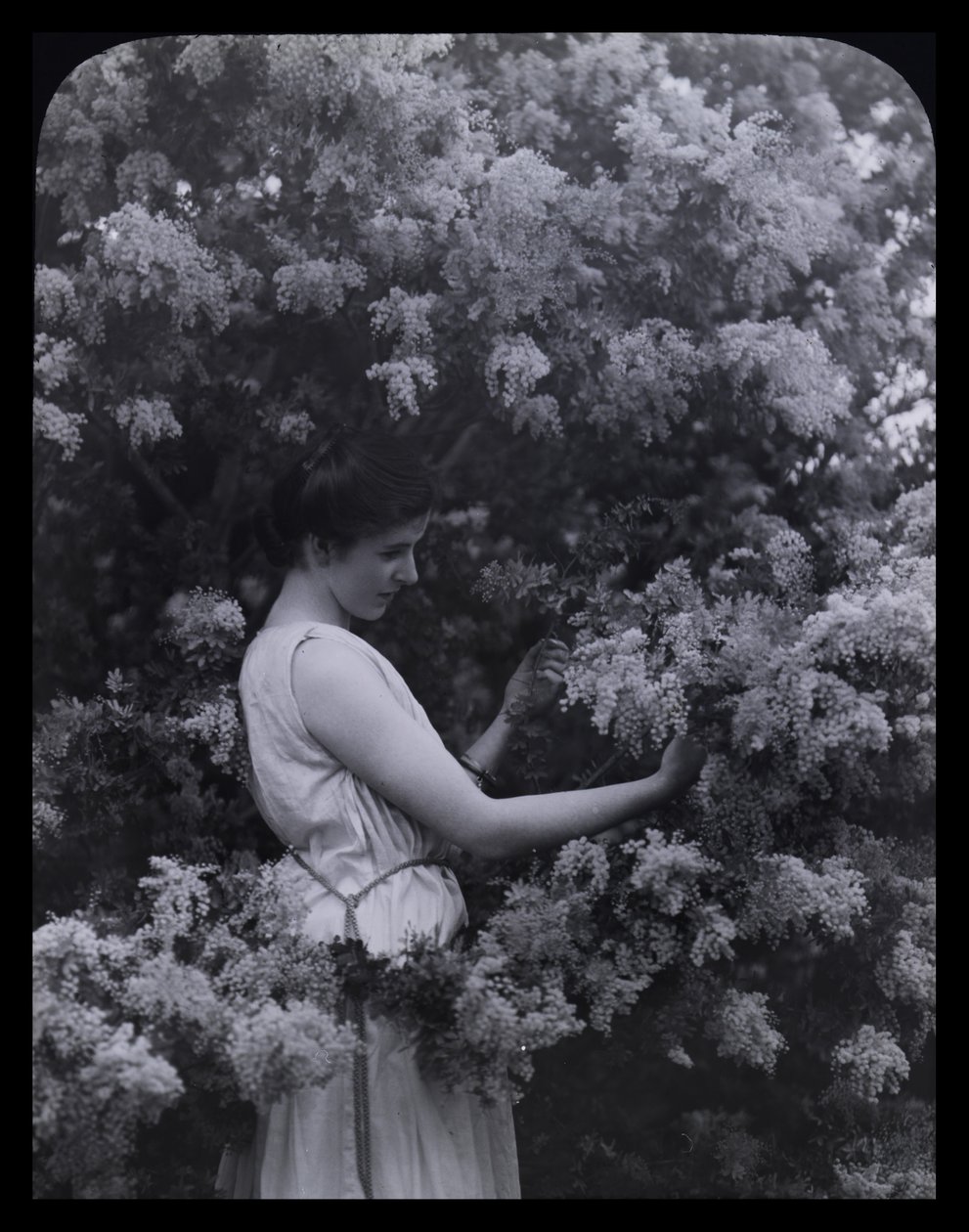Cootamundra Wattle alkotó: Archibald James Campbell
