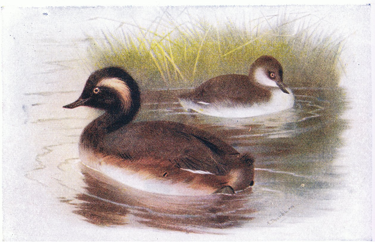 Feketenyakú vöcsök alkotó: Archibald Thorburn