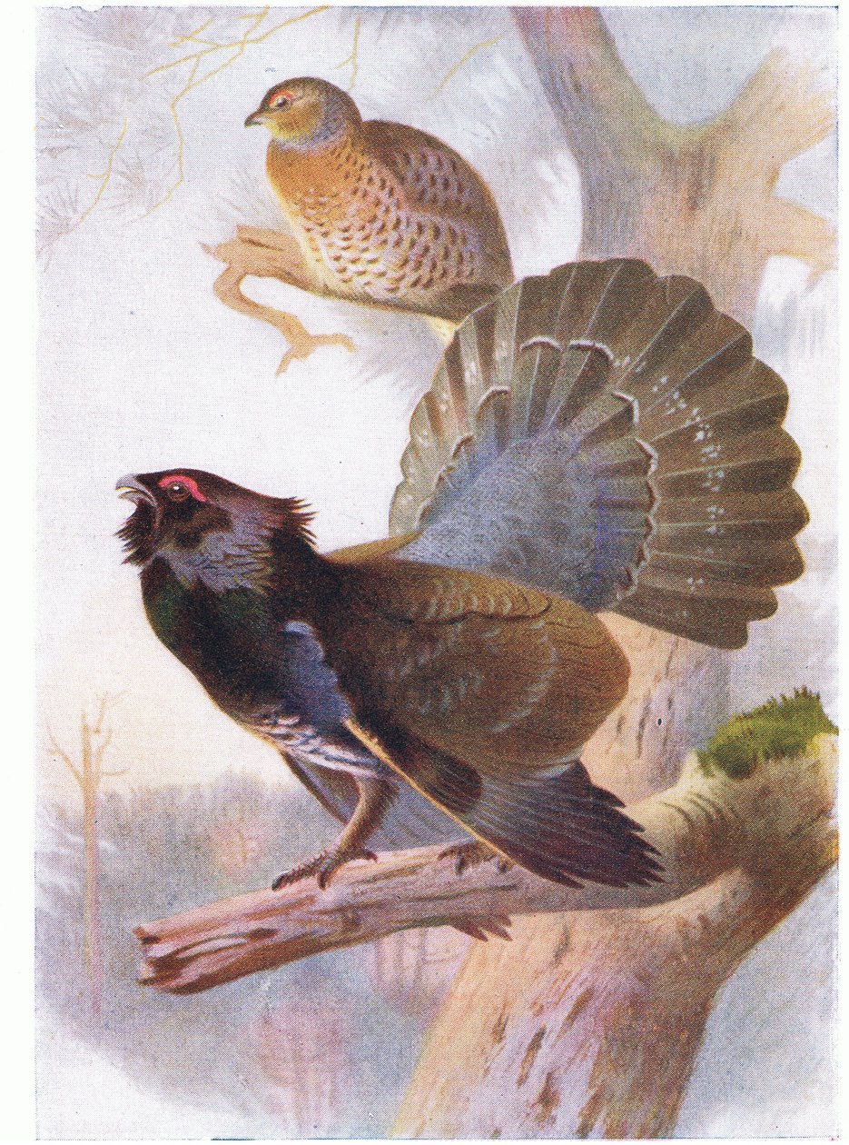 siketfajd alkotó: Archibald Thorburn