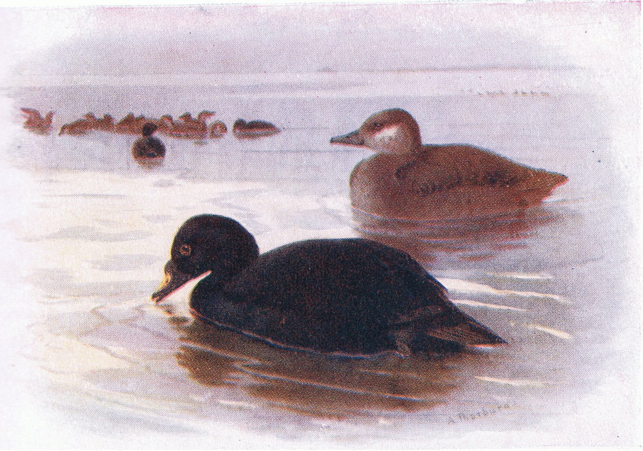 Közönséges Scoter alkotó: Archibald Thorburn
