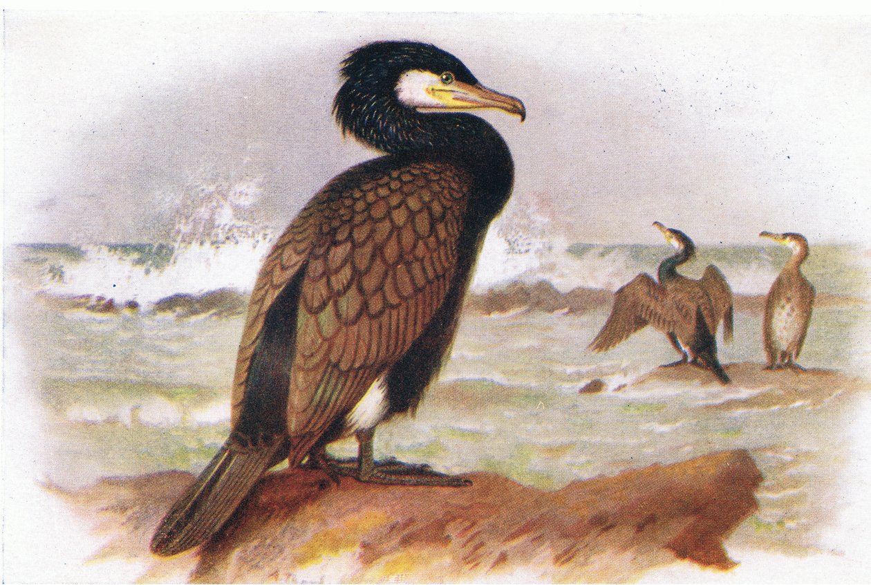 Kormorán alkotó: Archibald Thorburn