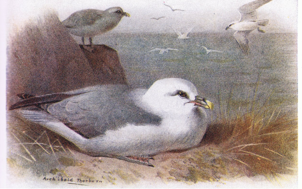 Sirályhajsza alkotó: Archibald Thorburn