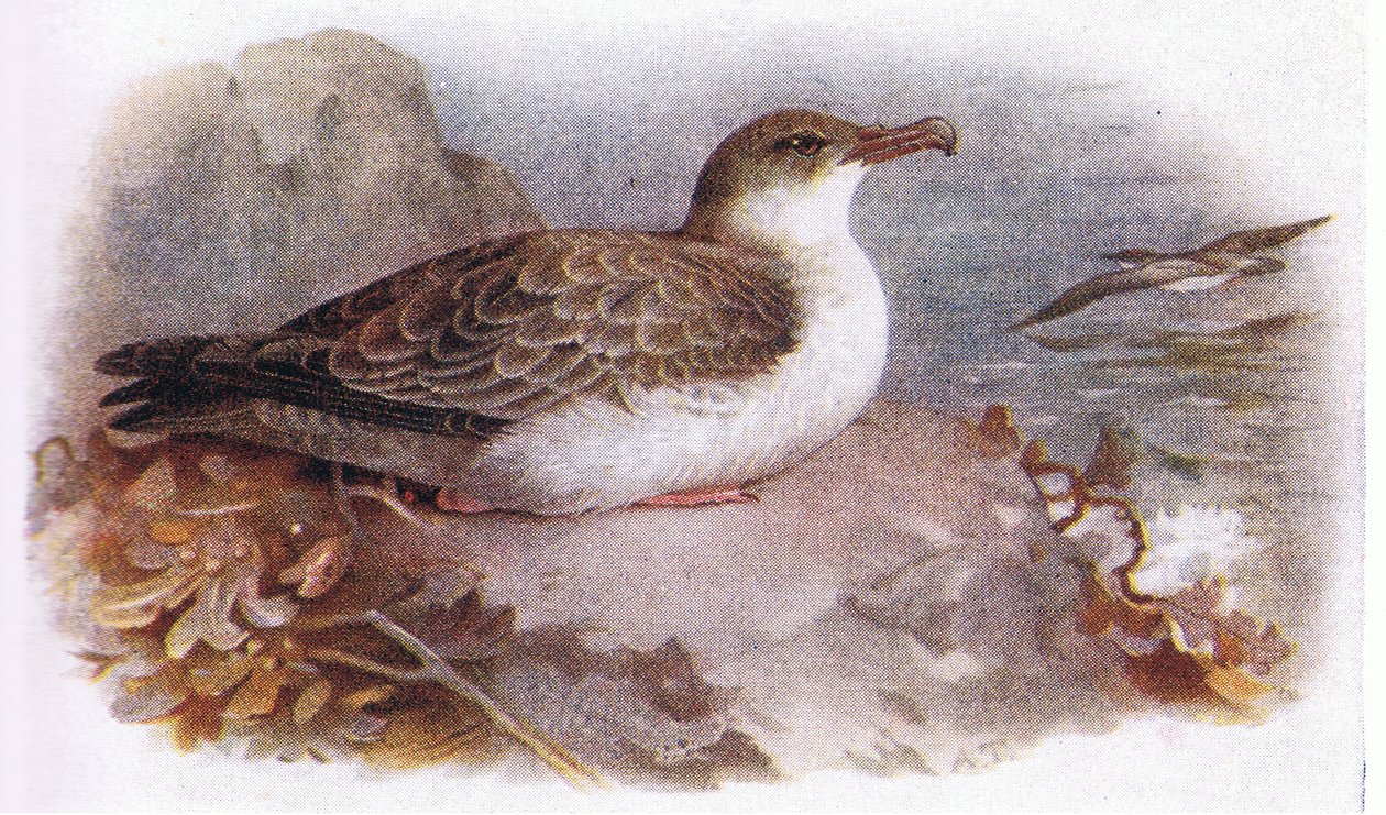Nagy Shearwater alkotó: Archibald Thorburn