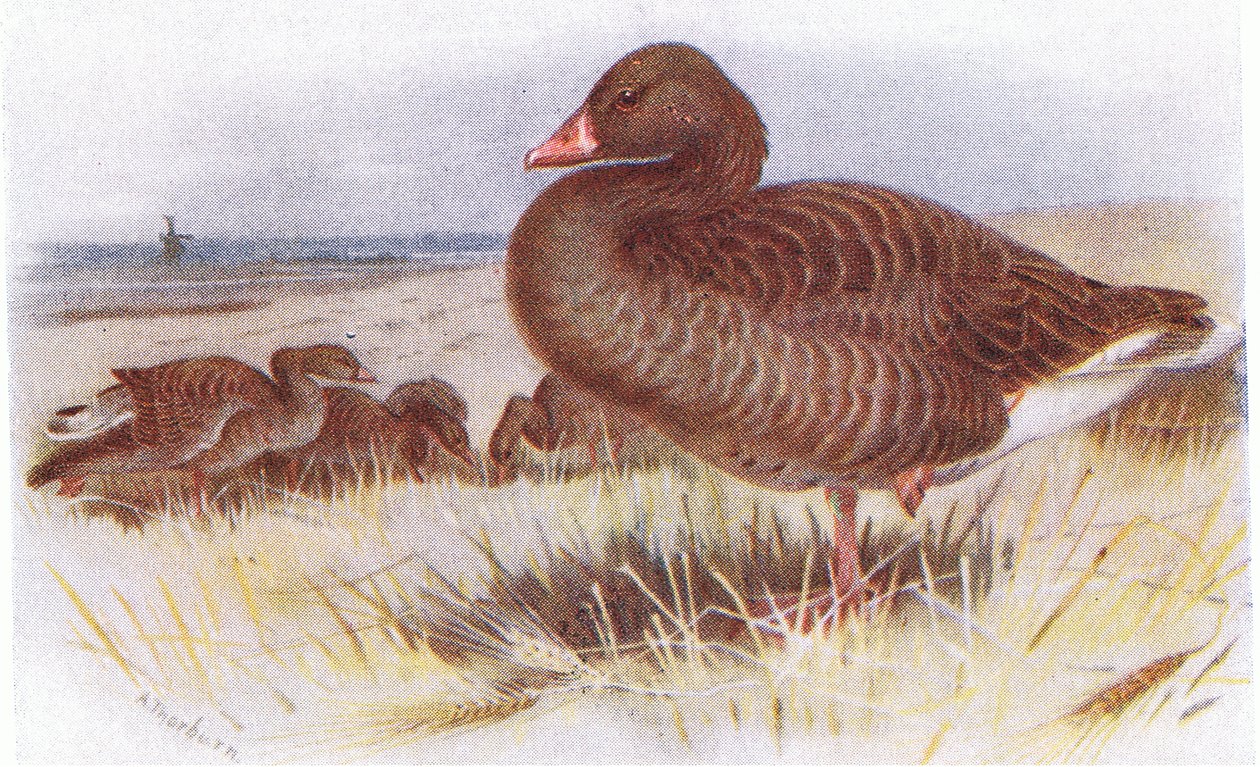 Gray Lag Goose alkotó: Archibald Thorburn