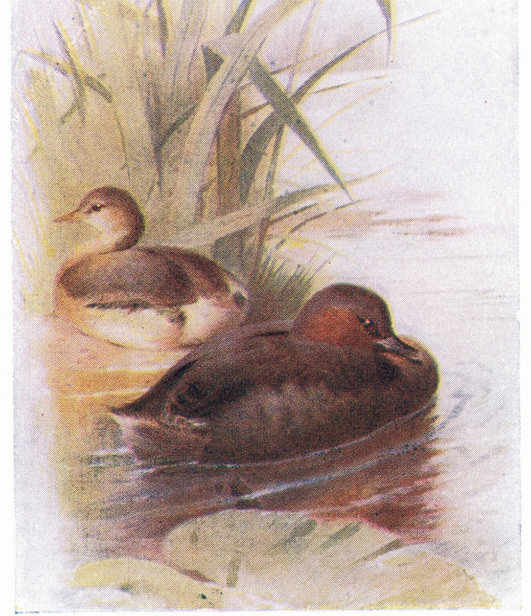 Kis vöcsök alkotó: Archibald Thorburn