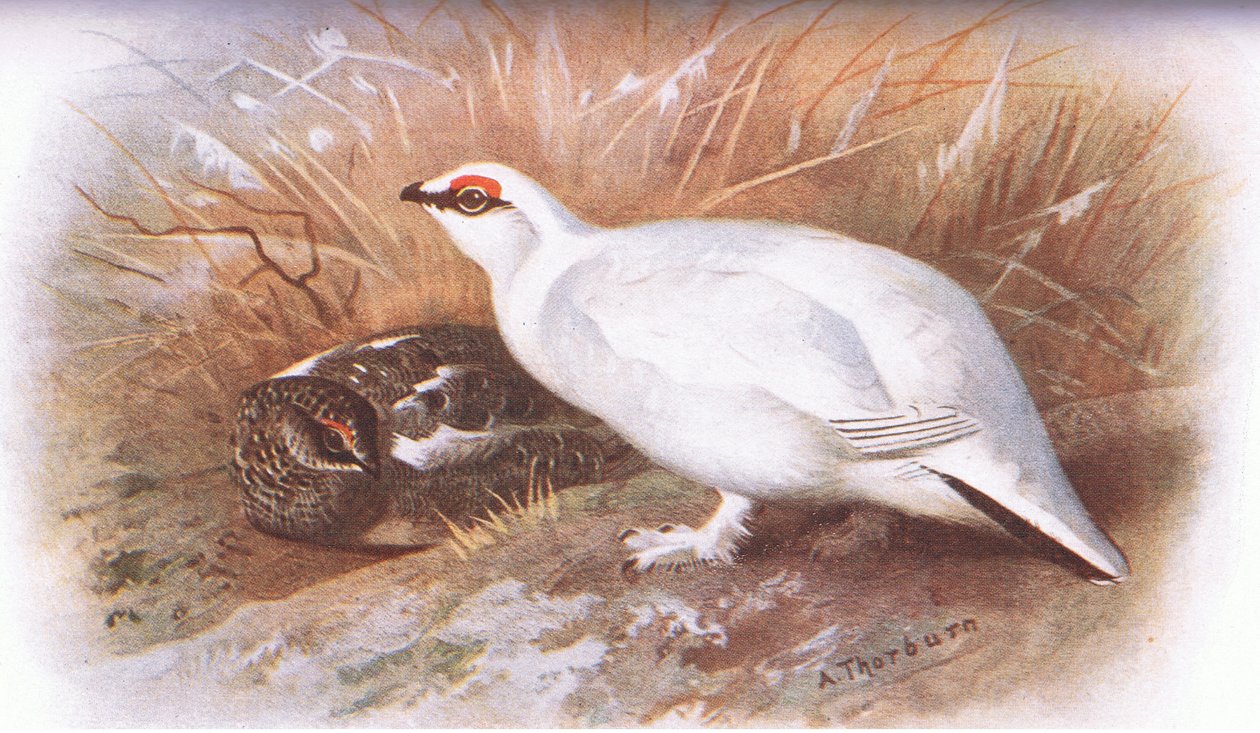 Ptarmigan, a Longmans által kiadott British Birds-ből, 1932 alkotó: Archibald Thorburn