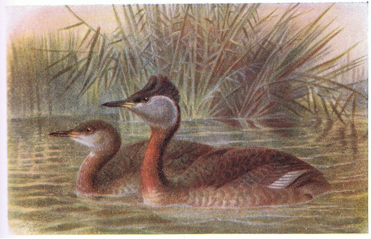 Vörös Nyakú vöcsök alkotó: Archibald Thorburn