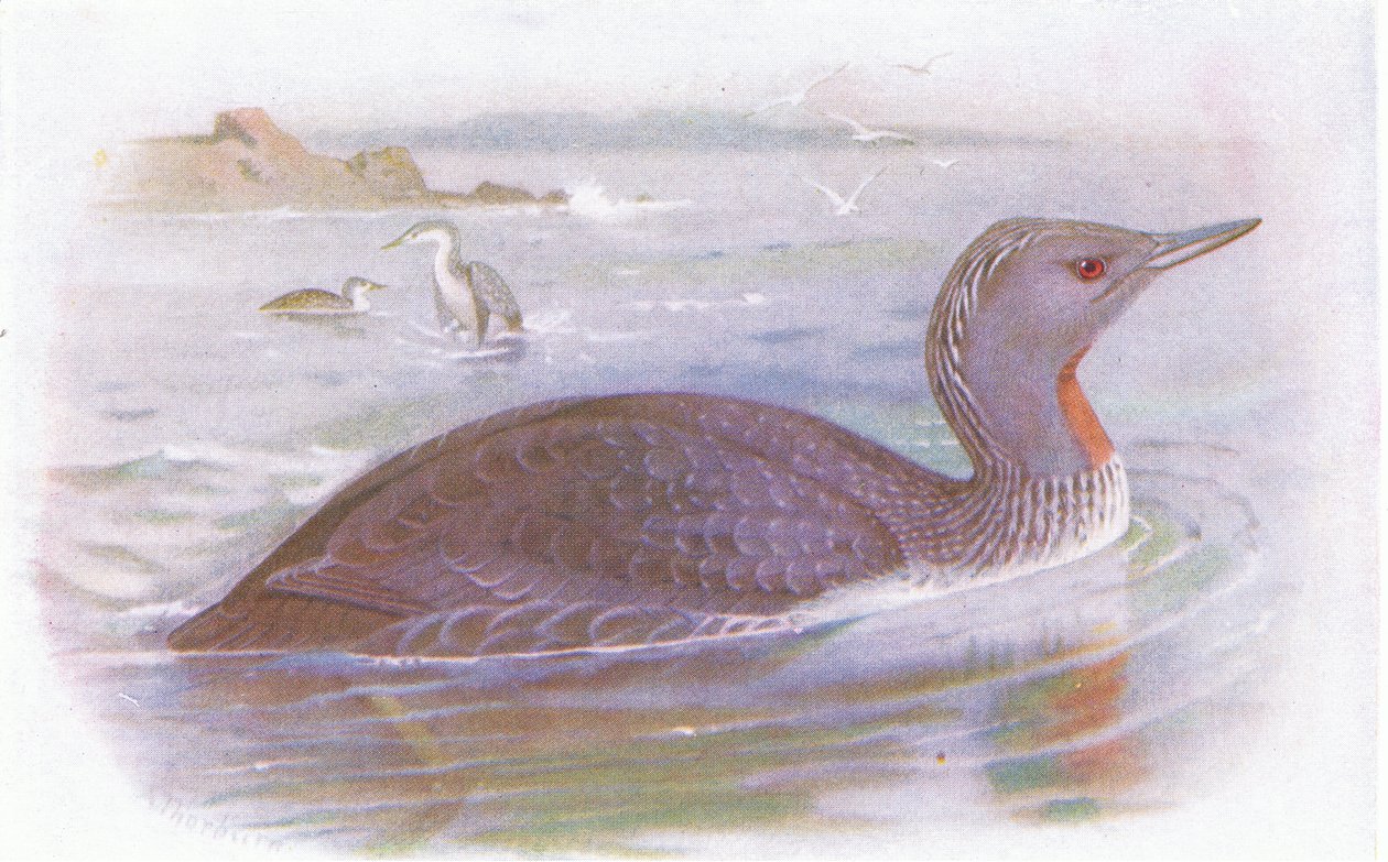 Vöröstorkú búvár alkotó: Archibald Thorburn