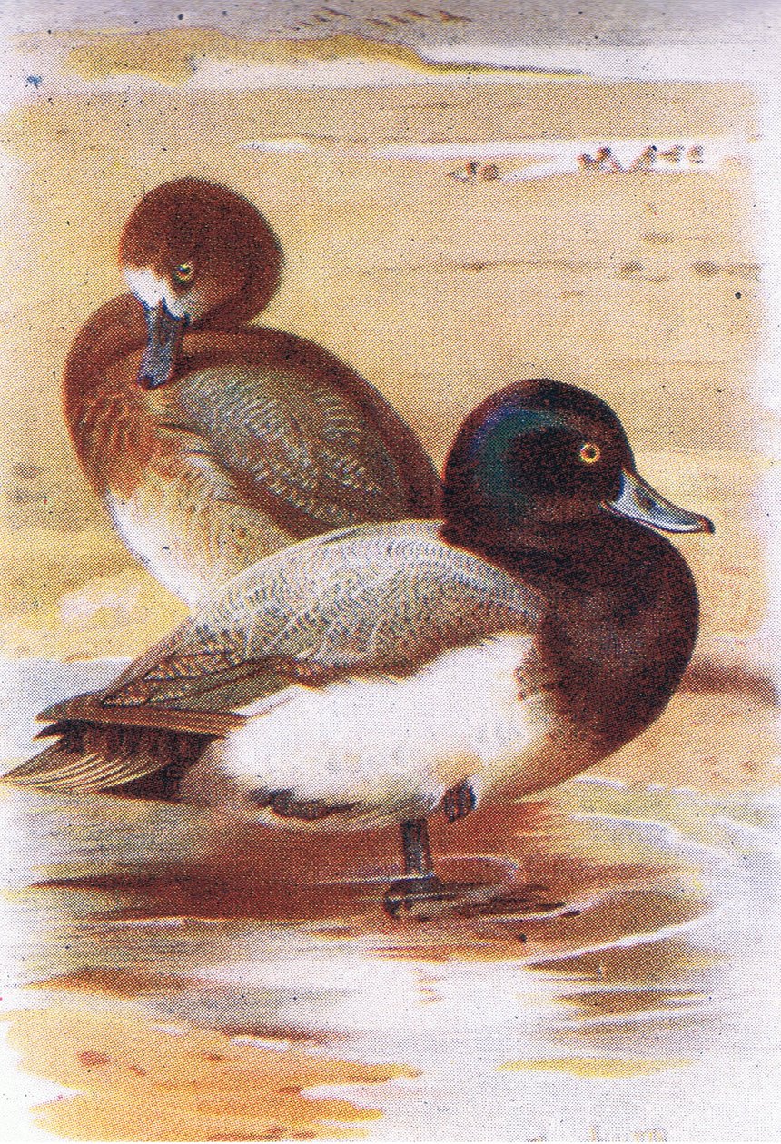 Scaup alkotó: Archibald Thorburn