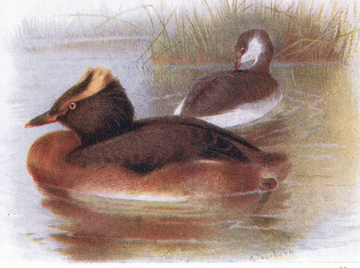Szlavóniai gém alkotó: Archibald Thorburn