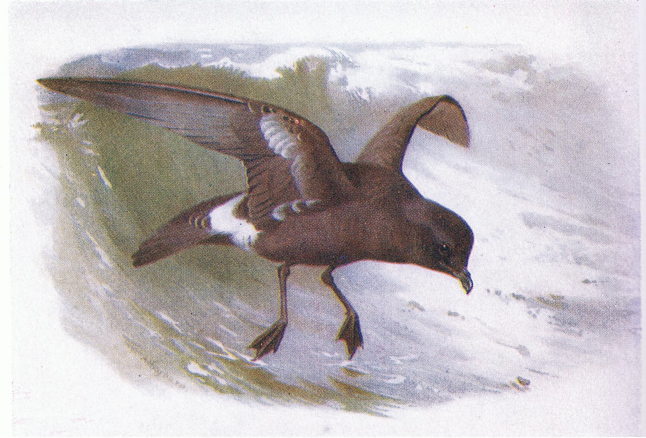 Viharmadár alkotó: Archibald Thorburn