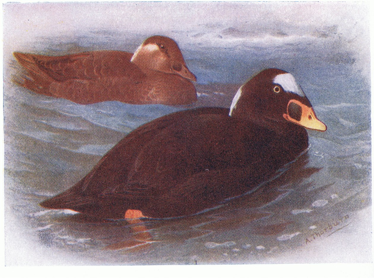Surf Scoter alkotó: Archibald Thorburn