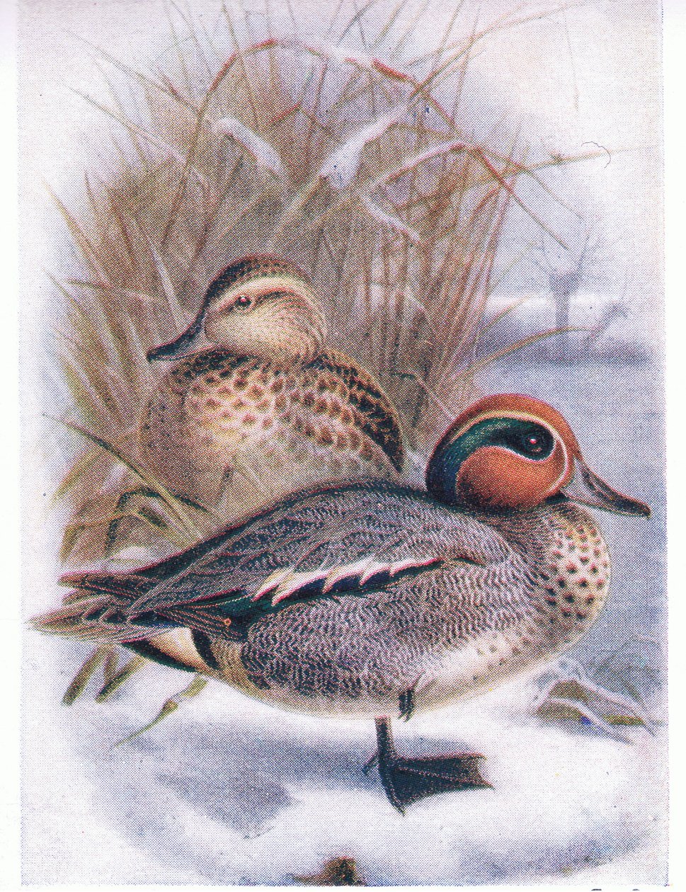 A zöldeskék alkotó: Archibald Thorburn